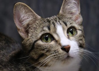 Día Mundial del Gato: Cuidados esenciales que aseguran una vida larga y saludable