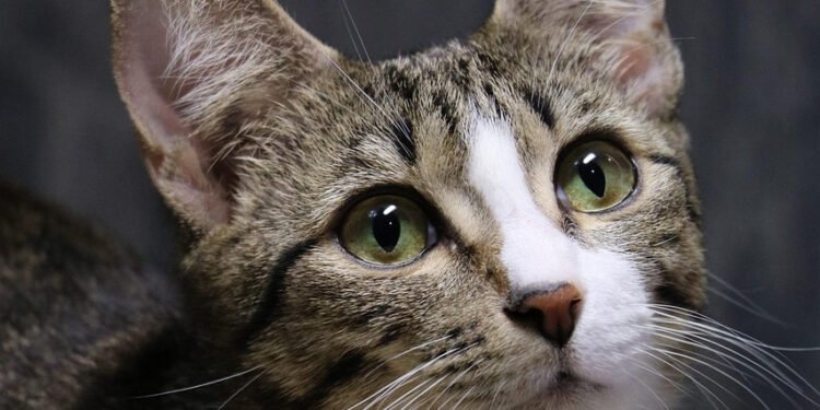 Día Mundial del Gato: Cuidados esenciales que aseguran una vida larga y saludable