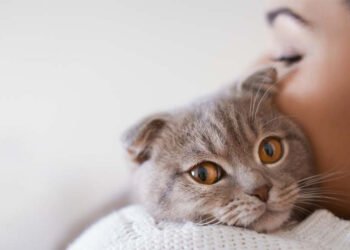 El arte de vivir con gatos y mantener el equilibrio en casa