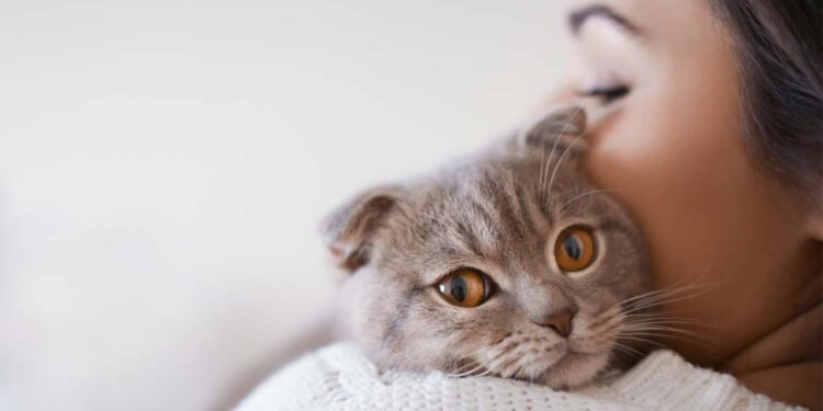 El arte de vivir con gatos y mantener el equilibrio en casa