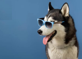 Día del Perro: Cuidemos su salud en cada etapa de la vida