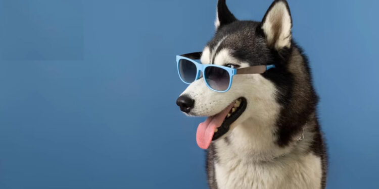 Día del Perro: Cuidemos su salud en cada etapa de la vida