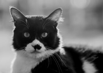 Tu gato está envejeciendo… Y te necesita más que nunca