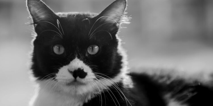 Tu gato está envejeciendo… Y te necesita más que nunca