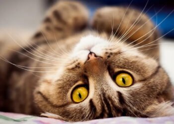 ¿Debo bañar a mi gato?¿Con qué frecuencia?