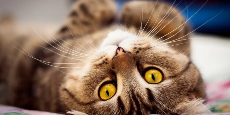 ¿Debo bañar a mi gato?¿Con qué frecuencia?