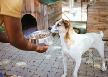PEDIGREE® y ROYAL CANIN® te invitan a ser parte del cambio por los que más lo necesitan