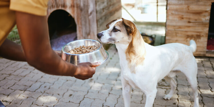 PEDIGREE® y ROYAL CANIN® te invitan a ser parte del cambio por los que más lo necesitan