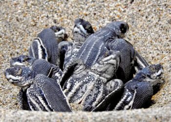 SERPROSEP: Apoyando al campamento tortuguero en Chacahua, Oaxaca