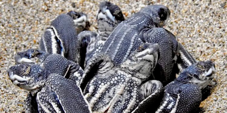 SERPROSEP: Apoyando al campamento tortuguero en Chacahua, Oaxaca