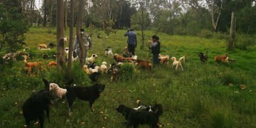 Más de 1,020 perros y 30 gatos del Refugio Franciscano pierden la esperanza de una vida digna por desalojo sin garantías