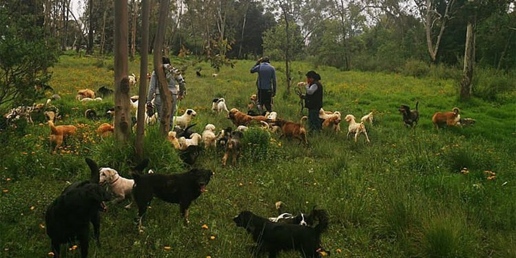 Más de 1,020 perros y 30 gatos del Refugio Franciscano pierden la esperanza de una vida digna por desalojo sin garantías