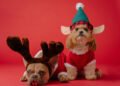 Actividades que puedes realizar con tu perrito en Navidad