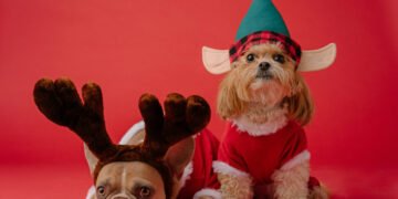 Actividades que puedes realizar con tu perrito en Navidad