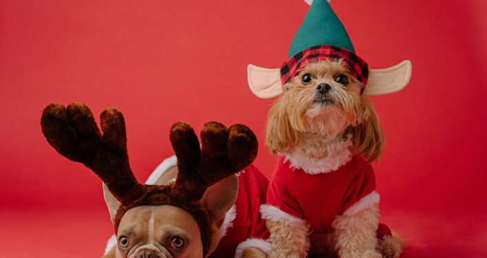 Actividades que puedes realizar con tu perrito en Navidad
