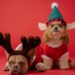 Actividades que puedes realizar con tu perrito en Navidad