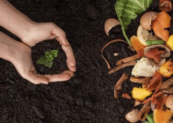 Educación ambiental para las infancias: Aprendamos sobre la composta