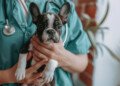Esterilización responsable: cómo prevenir infecciones en la cicatrización de nuestras mascotas