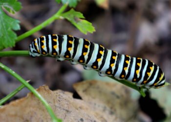 Día Internacional de la Madre Tierra: tres reflexiones para cambiar nuestra relación con el planeta