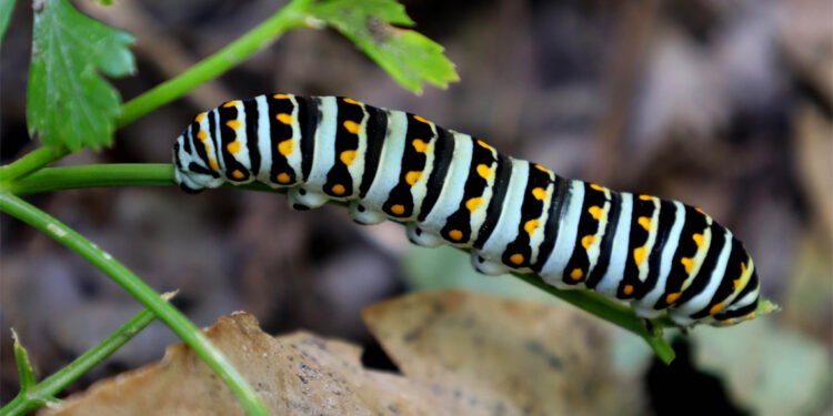 Día Internacional de la Madre Tierra: tres reflexiones para cambiar nuestra relación con el planeta