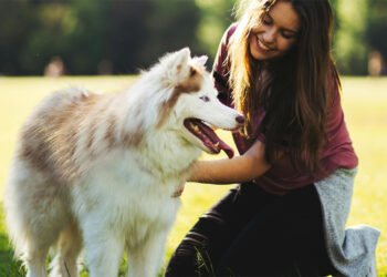 La alimentación de las mascotas evoluciona: Accesibilidad y practicidad marcan la tendencia en México