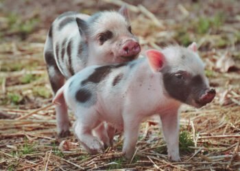 La familia cambió de forma: el auge de los hogares multi especie