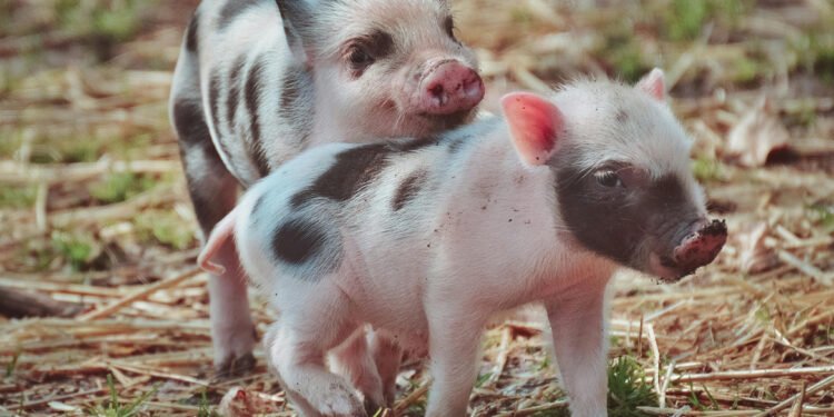 La familia cambió de forma: el auge de los hogares multi especie