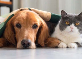 Los primeros meses de gatos y perros pueden definir su salud para toda la vida