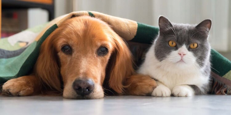 Los primeros meses de gatos y perros pueden definir su salud para toda la vida