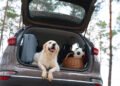 Viajar con mascotas crecerá rumbo al evento de futbol más importante del mundo, pero 42% teme por su bienestar