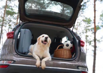 Viajar con mascotas crecerá rumbo al evento de futbol más importante del mundo, pero 42% teme por su bienestar