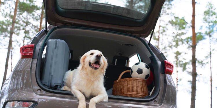 Viajar con mascotas crecerá rumbo al evento de futbol más importante del mundo, pero 42% teme por su bienestar