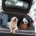 Viajar con mascotas crecerá rumbo al evento de futbol más importante del mundo, pero 42% teme por su bienestar