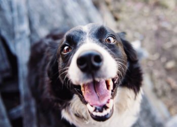 Petco anuncia la adopción 110 mil, impulsando la adopción responsable en el marco del Día del Perro de Raza Única