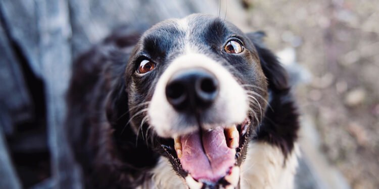Petco anuncia la adopción 110 mil, impulsando la adopción responsable en el marco del Día del Perro de Raza Única