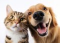 ¿Tus mascotas están listas para la temporada de fútbol?