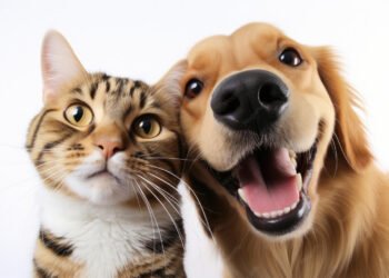 ¿Tus mascotas están listas para la temporada de fútbol?