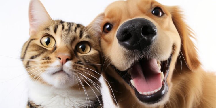 ¿Tus mascotas están listas para la temporada de fútbol?