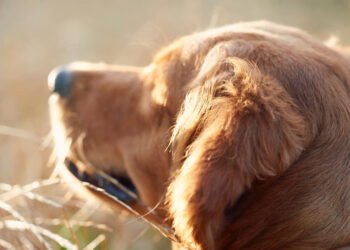 La vacunación, una aliada para prevenir enfermedades y muerte prematura en tus mascotas