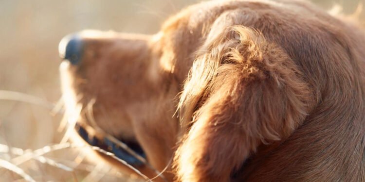 La vacunación, una aliada para prevenir enfermedades y muerte prematura en tus mascotas