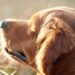 La vacunación, una aliada para prevenir enfermedades y muerte prematura en tus mascotas