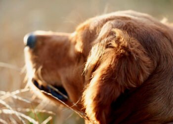 La vacunación, una aliada para prevenir enfermedades y muerte prematura en tus mascotas