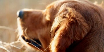 La vacunación, una aliada para prevenir enfermedades y muerte prematura en tus mascotas