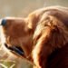 La vacunación, una aliada para prevenir enfermedades y muerte prematura en tus mascotas