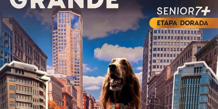 Cuando tu perro ya es senior, llega Ganador Premium Senior 7+ Etapa Dorada para los mejores años de su vida