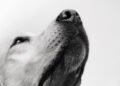 Día del Perro: Una celebración que comienza con su bienestar
