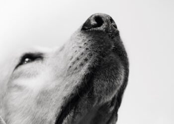 Día del Perro: Una celebración que comienza con su bienestar