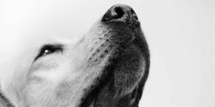 Día del Perro: Una celebración que comienza con su bienestar
