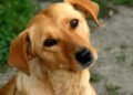 PEDIGREE® pausa para alimentar lo bueno, más que una campaña