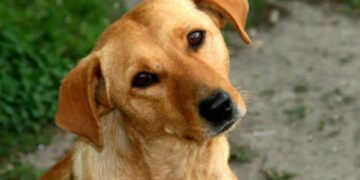 PEDIGREE® pausa para alimentar lo bueno, más que una campaña